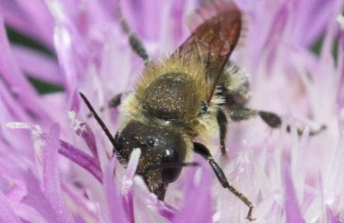 Réf. 324 449 : Osmia sp.
